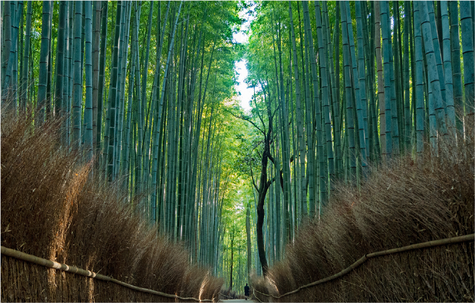 竹林の小径